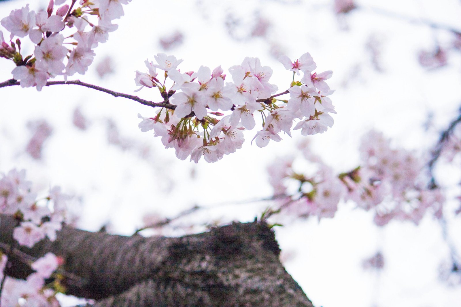 Close-up of delicate cherry blossoms blooming on a tree branch in spring.